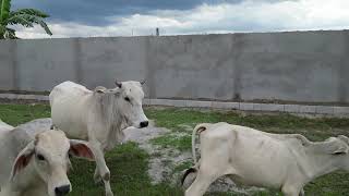 Cattle Herding Using a Drone [upl. by Ardath15]