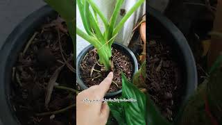 Alocasia Michlotziana cormplants balcony nature alocasia alocasiablackvelvet naturebalcony [upl. by Yleve]