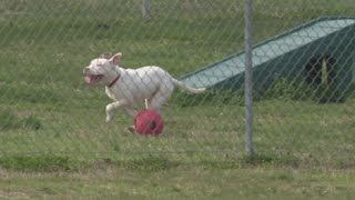 Fight to save dogs from euthanasia in Maryland animal shelter due to quotpit bull banquot [upl. by Hallerson]