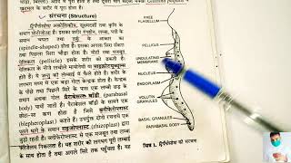 Body structure of trypanosoma in hindi  applied and economic Zoology BSc 3rd year [upl. by Ayanahs]