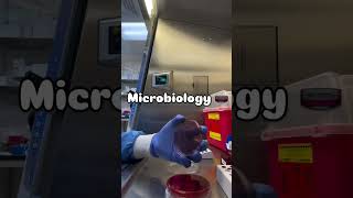 Microbiologie hospital تعلم pharmacist اكسبلور medicalstudent doctor algerie [upl. by Koby]