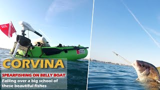 BELLY BOAT SPEARFISHING GREAT CORVINA WITH PATHOS SNIPER ROLLER [upl. by Nnylodnewg]