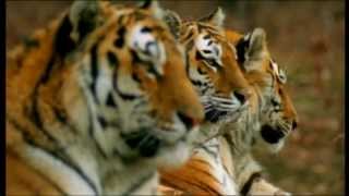 Natural Killers Predatori visti da vicino  trailer ita HD [upl. by Seko]