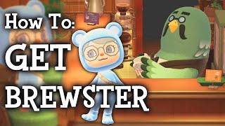 How To Unlock Brewster  20 Update Animal Crossing New Horizons [upl. by Hedvige54]