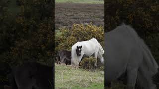 Forest pony wildlife wildphotography nature wildlifephotoghraphy photography [upl. by Nadine]