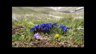 Gentiana verna L subsp balcanica [upl. by Gaskin]