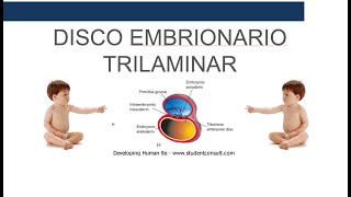 Disco Germinativo Trilaminar [upl. by Savory]