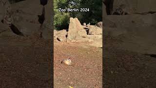 Zoo Berlin 2024 shorts tierpark berlin kengeri кенгуру берлин [upl. by Toms]