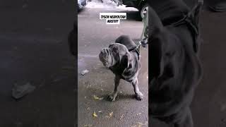 Neapolitan Mastiff youtube short trending [upl. by Tiphane595]