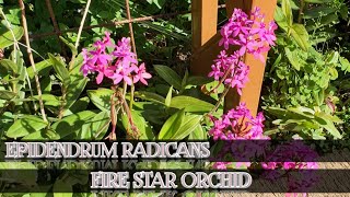 Mengenal Anggrek Epidendrum Radicans Atau Fire Star Orchid  BUTANI CHANNEL [upl. by Yl732]