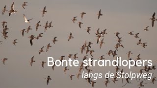 Bonte strandloper langs de Stolpweg 1178 [upl. by Gilli963]