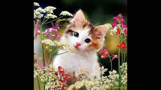 25 cute kitten wallpapercute catcats beautiful wallpaper [upl. by Mann805]