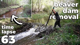 Beaver Dam Removal No63  TimeLapse Version [upl. by Zachary]