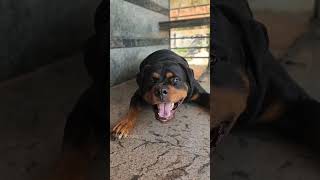 wow Angry dog barking viral dog rottweiler ytshorts trending [upl. by Sirod]