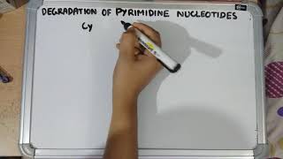 Degradation of pyrimidine nucleotides [upl. by Mora]