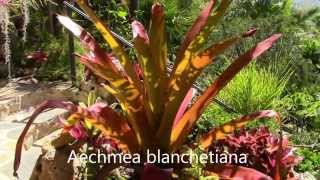 Aechmea Impressions Planta Brutt Video 11 [upl. by Dodge]