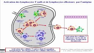 Differenciation et activation des lymphocytes T [upl. by Stannwood]