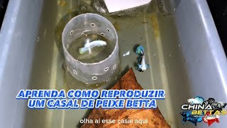 REPRODUÇÃO DO PEIXE BETTA 1° EPISÓDIO [upl. by Nnylylloh]