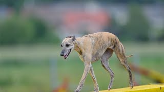 Watch Whippets in Action Witness Their Incredible Agility and Speed [upl. by Dearden]