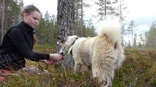 Trädskällarjakt med Finsk spets och Norrbottenspets [upl. by Krauss933]