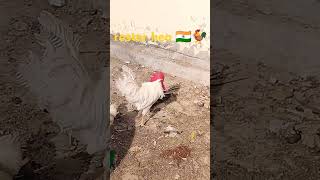 INDIAN ROSTER HEN 🐓viralvideo shorts animals [upl. by Clarita306]