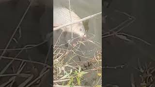 Anacostia River fishing [upl. by Notnats]