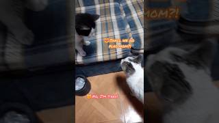 Cat Talks to Kitten While Being Petted😍 [upl. by Fina]