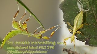 De eerste vervelling van wandelend blad PSG 278 Phyllium philippinicum  timelapse 16x [upl. by Deron137]