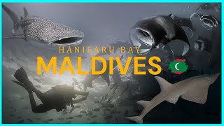 Maldives สวรรค์ของนักดำน้ำ ภารกิจว่ายน้ำกับแมนต้าที่ Hanifaru  The Master Scuba Club EP32 [upl. by Erusaert]