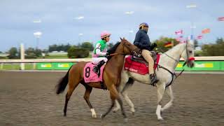 Gulfstream Park Replay Show  November 15 2024 [upl. by Schram]