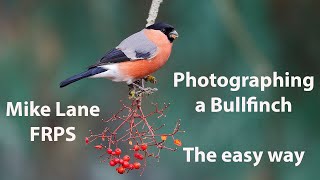 Photographing a Bullfinch the easy way [upl. by Kisung]