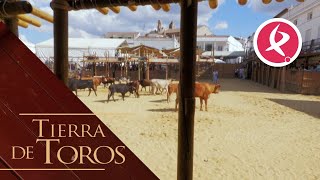 Municipios que viven la fiesta del toro  Tierra de Toros [upl. by Macintosh]