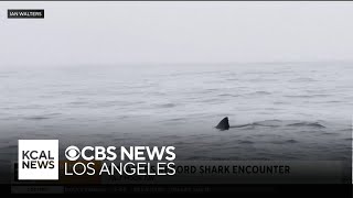 Bay Area kayakers encounter shark up close [upl. by Anaitsirk346]