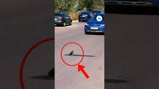 Goodhearted passerby saves kitten from traffic viral respect kindness [upl. by Icyac]