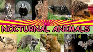 How Do Nocturnal Animals Catch Their Prey  Animal Facts  Learn About Animals  Facts for Kids [upl. by Eniamrehc971]