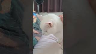 Pets for cute white cat [upl. by Anelle]