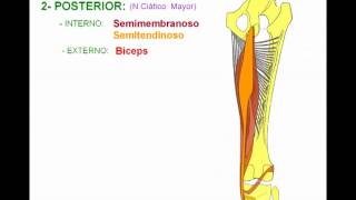 MIOLOGIA DE MIEMBRO INFERIOR 6 [upl. by Isiahi57]