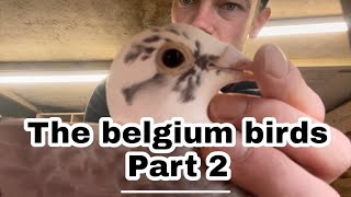 Belgium pigeons Part 2  Explaining them  Kittel line Dirk VD Bulck [upl. by Elehcir]