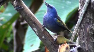 Tangara Thraupis ornata  Sanhaçudeencontroamarelo  Goldenchevroned Tanager [upl. by Sansen]