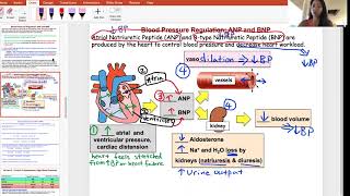 ANP BNP Regulation of BP [upl. by Adrian653]