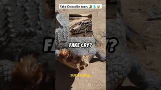 This is why Crocodile tears are considered fake  facts animalfacts youtubeshorts [upl. by Aspia]