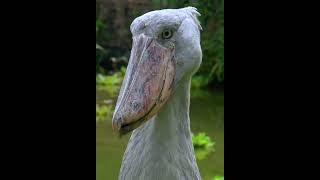 Shoebill stork clattering sounds like machine guunbeautiful nature animals [upl. by Leamiba]