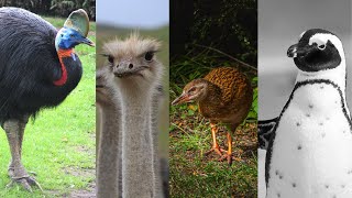 Exploring 10 Fascinating Flightless Birds Around the World [upl. by Kyl]