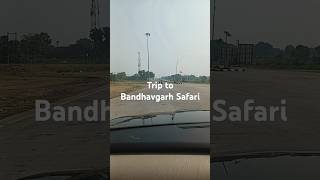 Trip to Bandhavgarh Safari  Vaaste ytshorts lovesong junglesafari [upl. by Kotick]