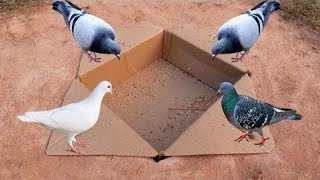 amazing 😮bird trap using bamboo and cardboard  pigeon trapbird trap using boxshortsvideoViratyt [upl. by Eesdnil]