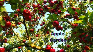 অ্যাপেল বাগান।Apple Garden [upl. by Kciregor]