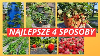 Truskawki  Uprawa Gdzie jak i kiedy Aż 4 sposoby [upl. by Enaid960]