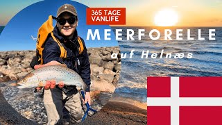 MEERFORELLE in Dänemark  FishCoast  365 Tage Vanlife durch Europa [upl. by Yelsna]