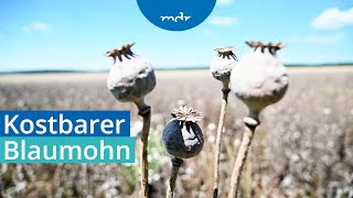 Mohnkuchen wie zu DDRZeiten Anbau von Blaumohn in SachsenAnhalt  MDR SACHSENANHALT HEUTE  MDR [upl. by Fitalludba]