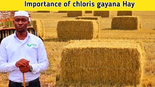 What they Never tell you About Animal nutrition  Chloris gayana [upl. by Orelie]